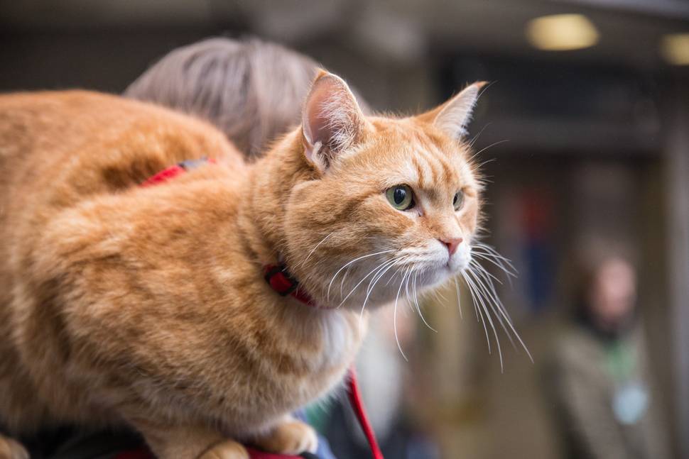 En Julegave fra gatekatten Bob