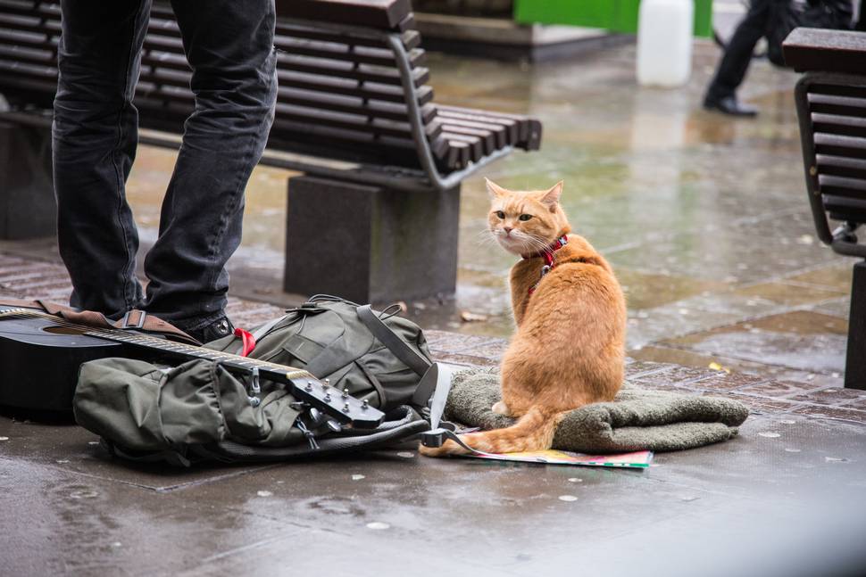 En Julegave fra gatekatten Bob