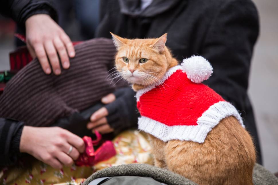 En Julegave fra gatekatten Bob