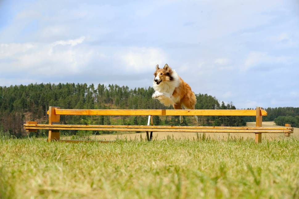 Lassie kommer hjem