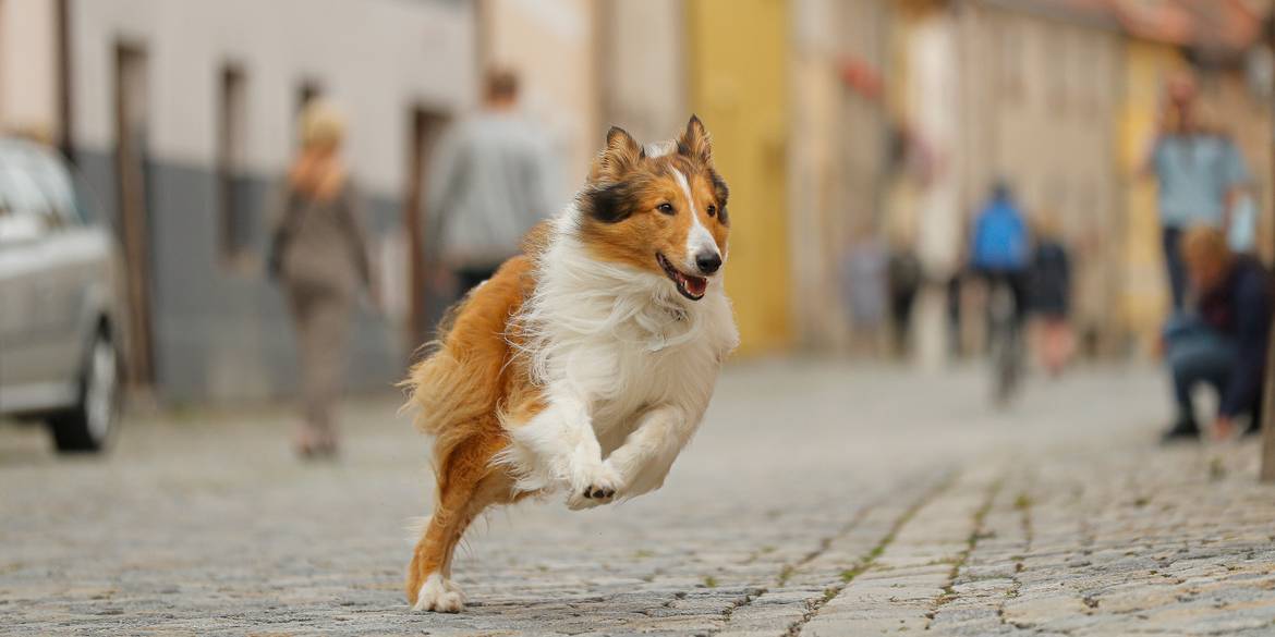 Lassie kommer hjem