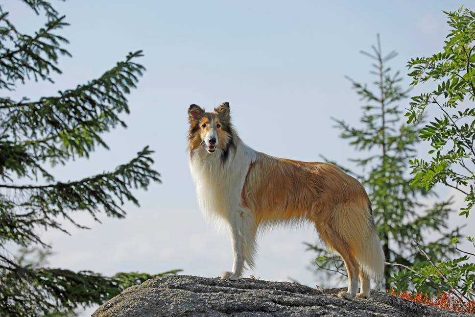 Lassie kommer hjem