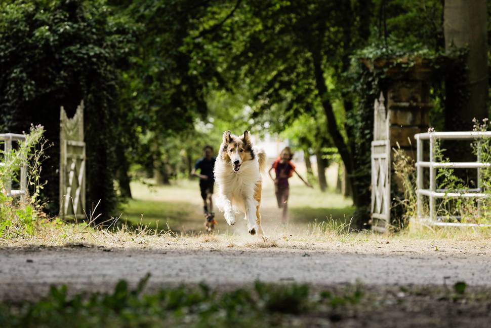 Lassie kommer hjem