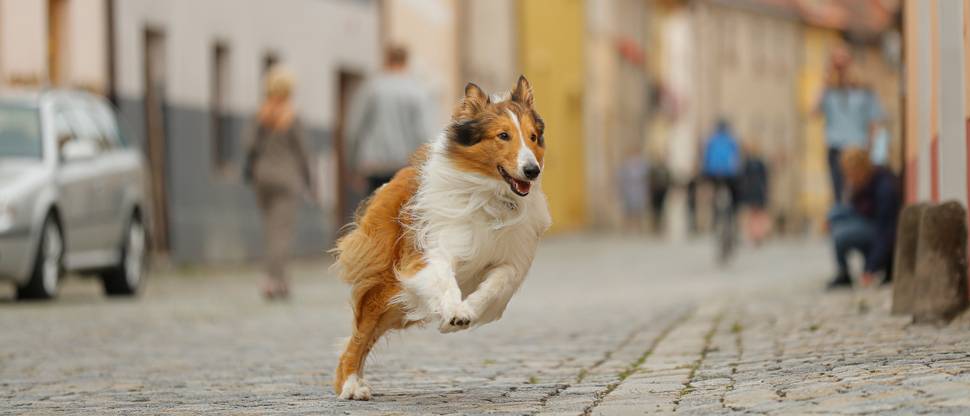 Lassie kommer hjem