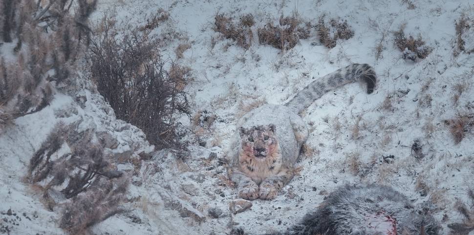 Snøleoparden