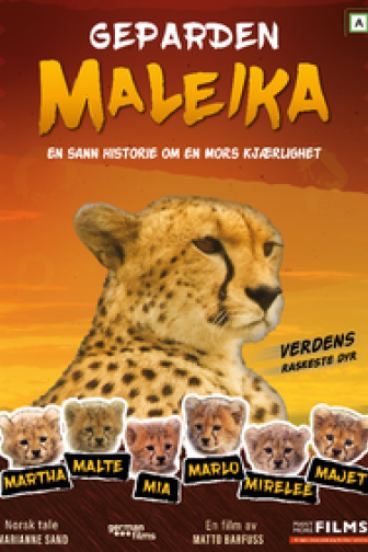 Geparden Maleika