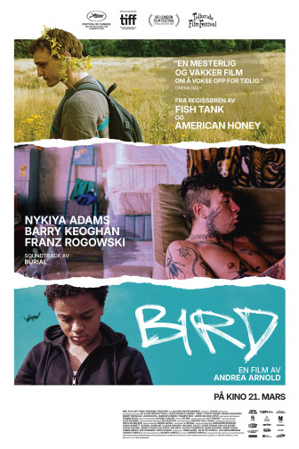 Bird